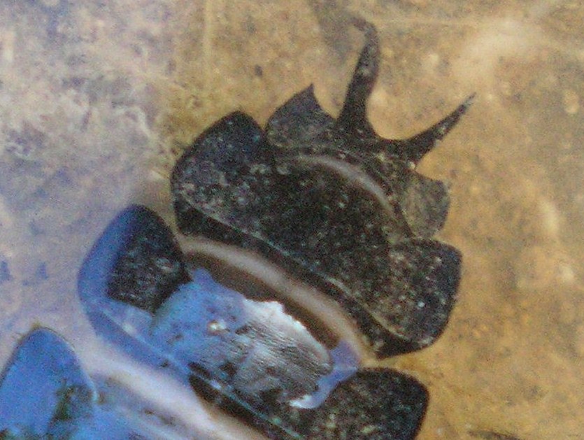Larva di Carabus sp.